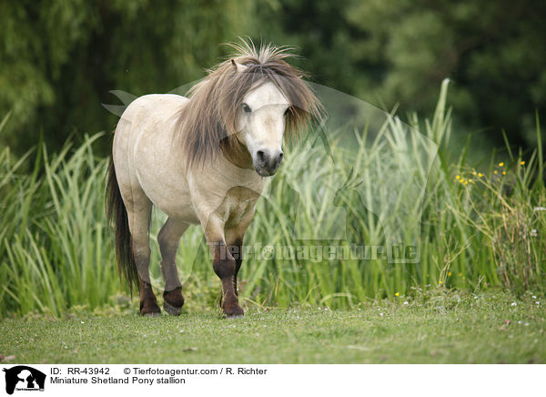 Mini Shetland Pony Hengst / Miniature Shetland Pony stallion / RR-43942