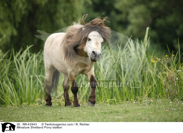 Miniature Shetland Pony stallion / RR-43943