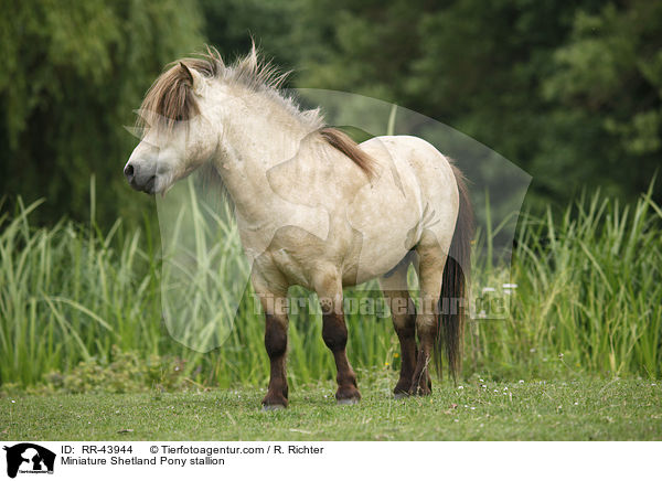 Mini Shetland Pony Hengst / Miniature Shetland Pony stallion / RR-43944