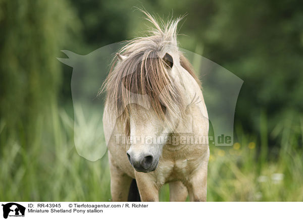Mini Shetland Pony Hengst / Miniature Shetland Pony stallion / RR-43945