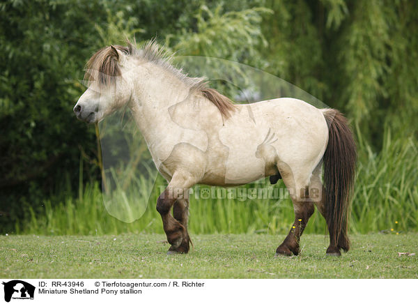 Mini Shetland Pony Hengst / Miniature Shetland Pony stallion / RR-43946