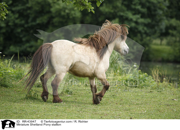 Mini Shetland Pony Hengst / Miniature Shetland Pony stallion / RR-43947