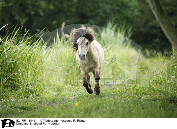 Mini Shetland Pony Hengst / Miniature Shetland Pony stallion / RR-43949