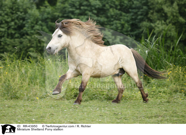 Mini Shetland Pony Hengst / Miniature Shetland Pony stallion / RR-43950
