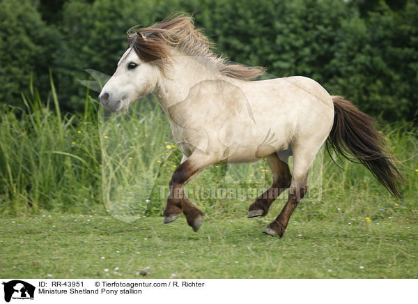 Mini Shetland Pony Hengst / Miniature Shetland Pony stallion / RR-43951