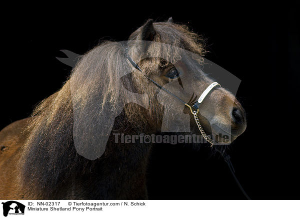 Mini Shetland Pony Portrait / Miniature Shetland Pony Portrait / NN-02317
