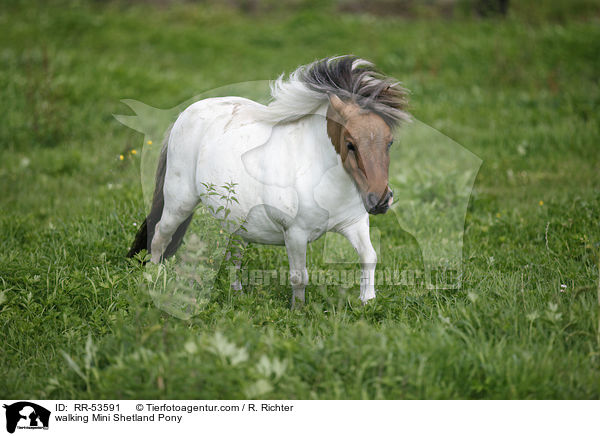 laufendes Mini Shetland Pony / walking Mini Shetland Pony / RR-53591