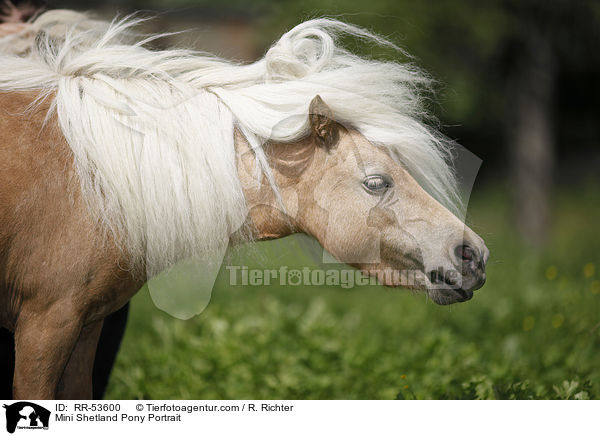 Mini Shetland Pony Portrait / Mini Shetland Pony Portrait / RR-53600