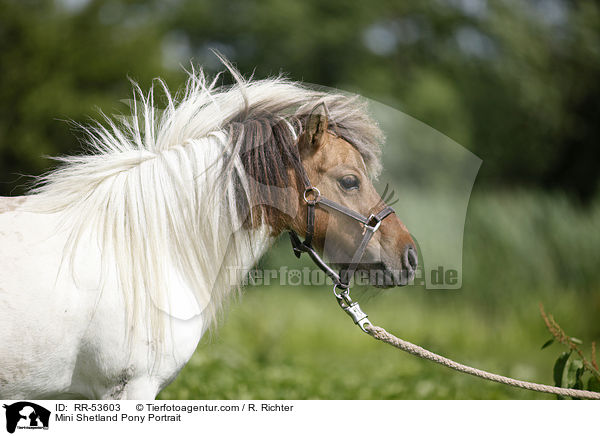 Mini Shetland Pony Portrait / Mini Shetland Pony Portrait / RR-53603