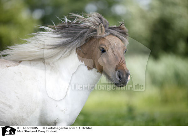 Mini Shetland Pony Portrait / Mini Shetland Pony Portrait / RR-53605