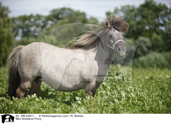 Mini Shetland Pony / Mini Shetland Pony / RR-53611
