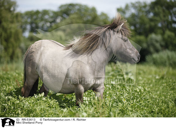 Mini Shetland Pony / Mini Shetland Pony / RR-53613