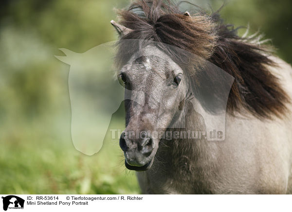 Mini Shetland Pony Portrait / Mini Shetland Pony Portrait / RR-53614