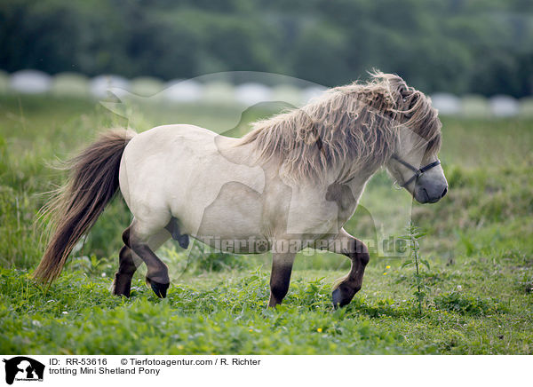 trabendes Mini Shetland Pony / trotting Mini Shetland Pony / RR-53616