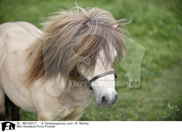 Mini Shetland Pony Portrait / Mini Shetland Pony Portrait / RR-53617