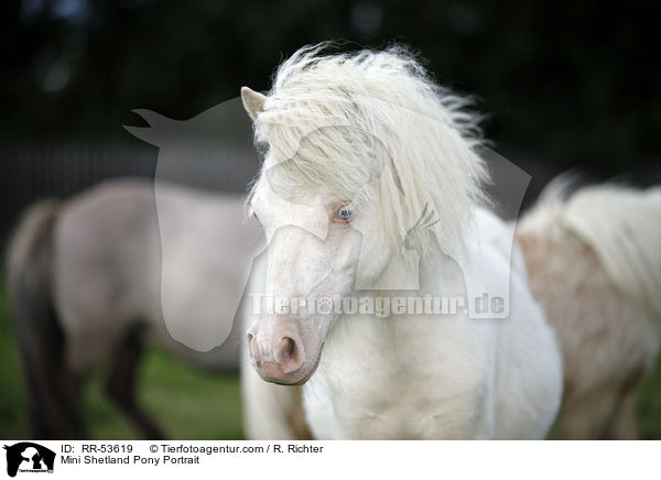 Mini Shetland Pony Portrait / Mini Shetland Pony Portrait / RR-53619
