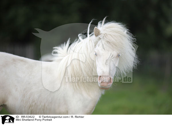 Mini Shetland Pony Portrait / Mini Shetland Pony Portrait / RR-53622