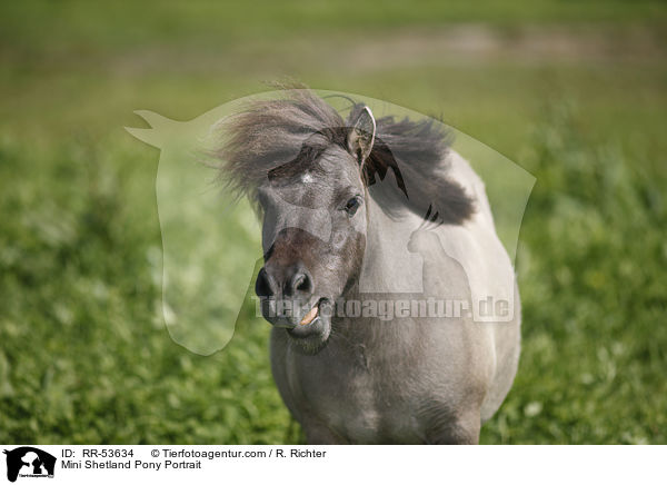Mini Shetland Pony Portrait / Mini Shetland Pony Portrait / RR-53634