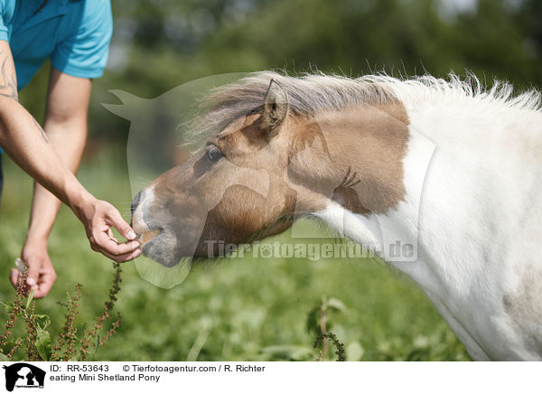 fressendes Mini Shetland Pony / eating Mini Shetland Pony / RR-53643