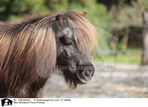 Mini Shetlandpony Portrait / Mini Shetland Pony Portrait / PM-05994