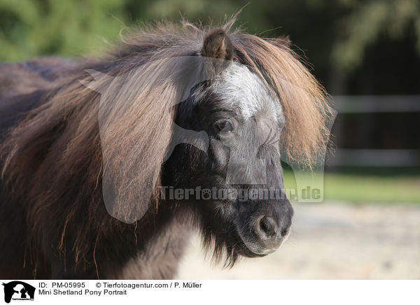 Mini Shetlandpony Portrait / Mini Shetland Pony Portrait / PM-05995