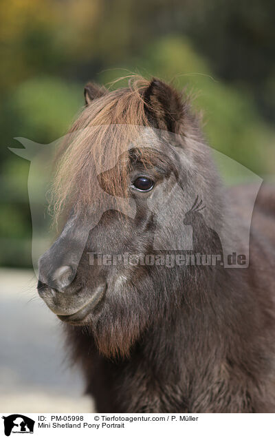 Mini Shetlandpony Portrait / Mini Shetland Pony Portrait / PM-05998