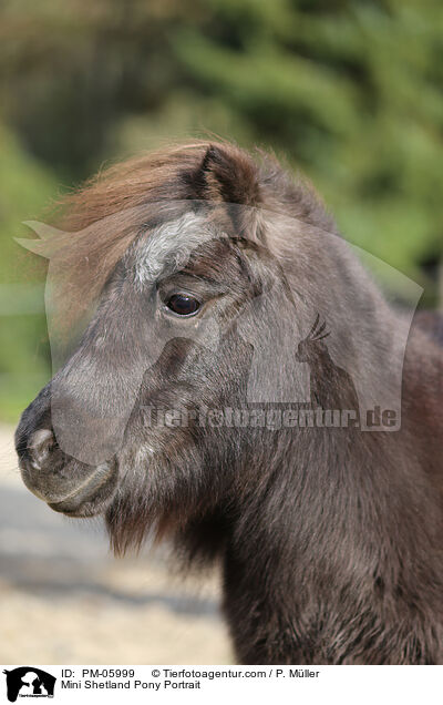 Mini Shetlandpony Portrait / Mini Shetland Pony Portrait / PM-05999