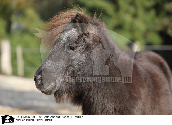 Mini Shetlandpony Portrait / Mini Shetland Pony Portrait / PM-06000