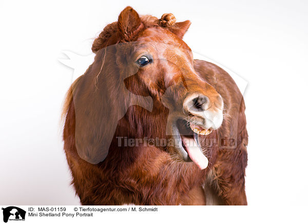 Mini Shetlandpony Portrait / Mini Shetland Pony Portrait / MAS-01159