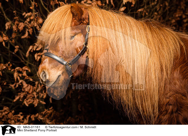 Mini Shetlandpony Portrait / Mini Shetland Pony Portrait / MAS-01161