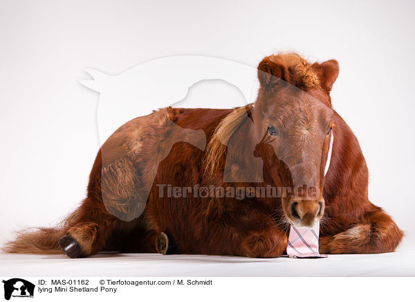 liegendes Mini Shetlandpony / lying Mini Shetland Pony / MAS-01162