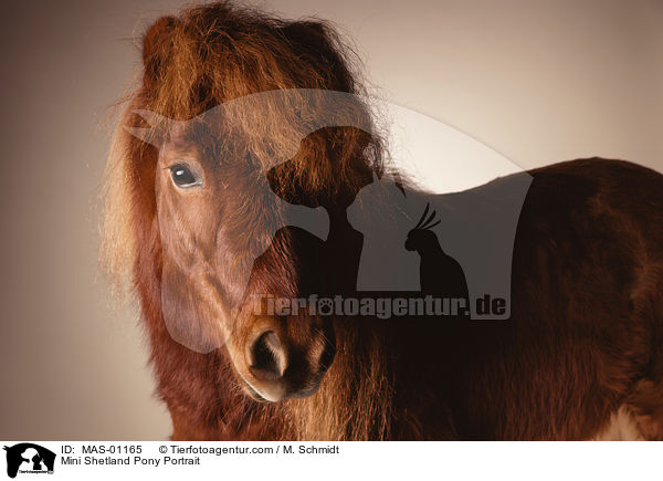 Mini Shetlandpony Portrait / Mini Shetland Pony Portrait / MAS-01165
