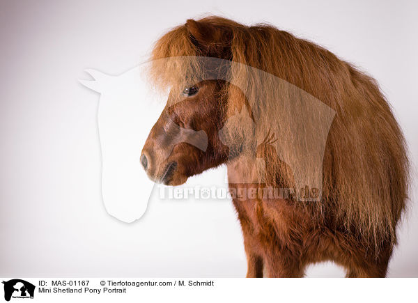 Mini Shetlandpony Portrait / Mini Shetland Pony Portrait / MAS-01167