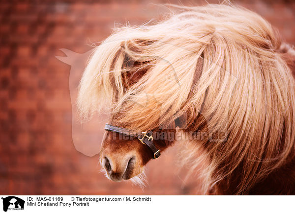 Mini Shetlandpony Portrait / Mini Shetland Pony Portrait / MAS-01169