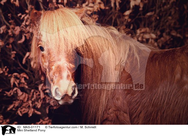 Mini Shetlandpony / Mini Shetland Pony / MAS-01171