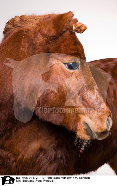 Mini Shetlandpony Portrait / Mini Shetland Pony Portrait / MAS-01172
