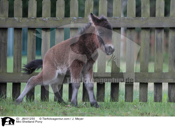 Mini Shetland Pony / JM-01250