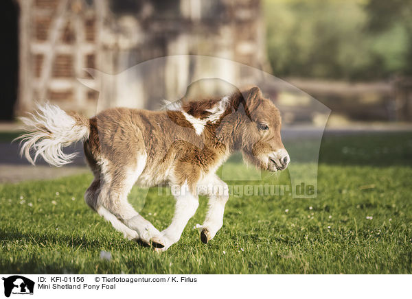 Mini Shetland Pony Foal / KFI-01156