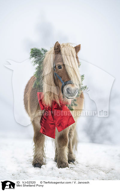 Mini Shetlandpony / Mini Shetland Pony / VJ-02520