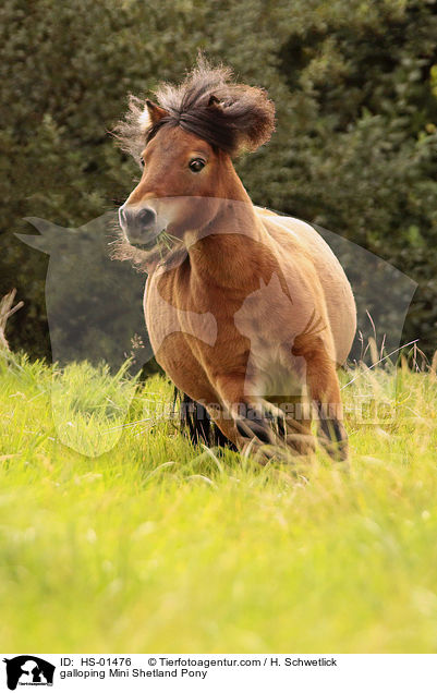 galoppierendes Mini Shetlandpony / galloping Mini Shetland Pony / HS-01476