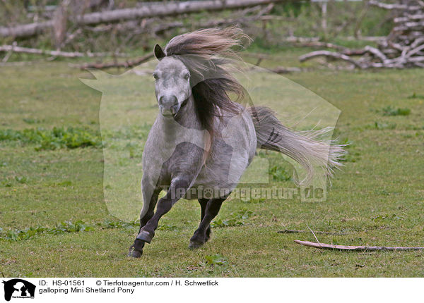 galoppierendes Mini Shetlandpony / galloping Mini Shetland Pony / HS-01561