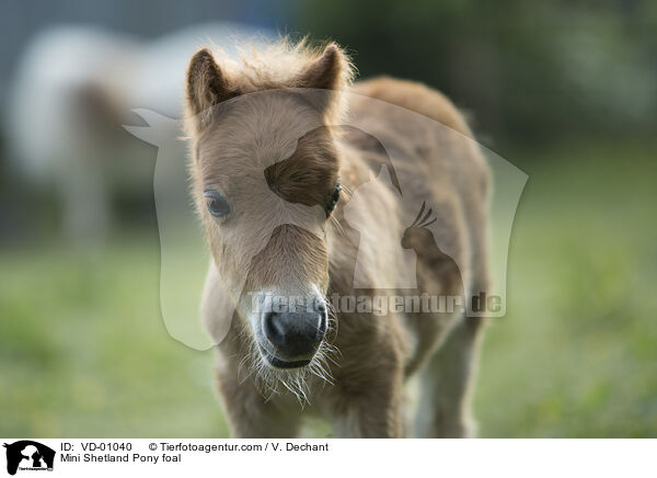 Mini Shetlandpony Fohlen / Mini Shetland Pony foal / VD-01040