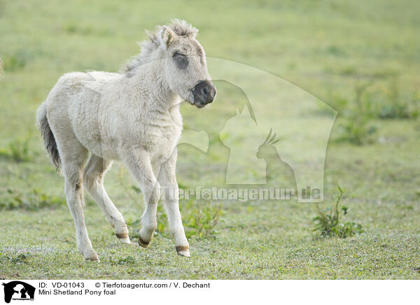 Mini Shetlandpony Fohlen / Mini Shetland Pony foal / VD-01043