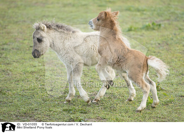 Mini Shetlandpony Fohlen / Mini Shetland Pony foals / VD-01055