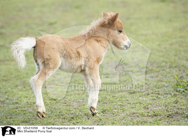 Mini Shetlandpony Fohlen / Mini Shetland Pony foal / VD-01056