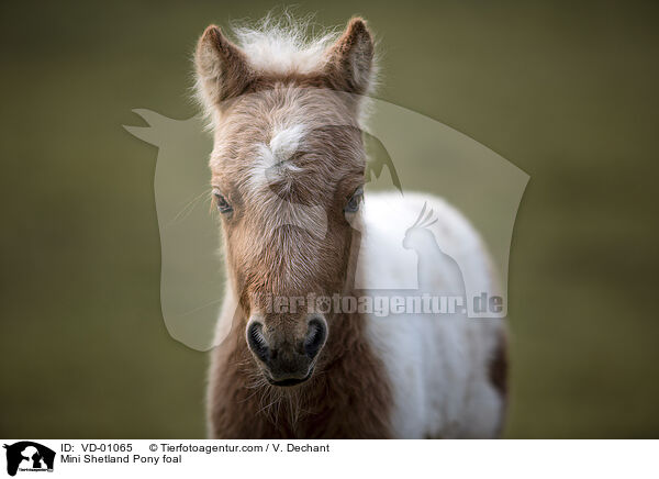 Mini Shetlandpony Fohlen / Mini Shetland Pony foal / VD-01065