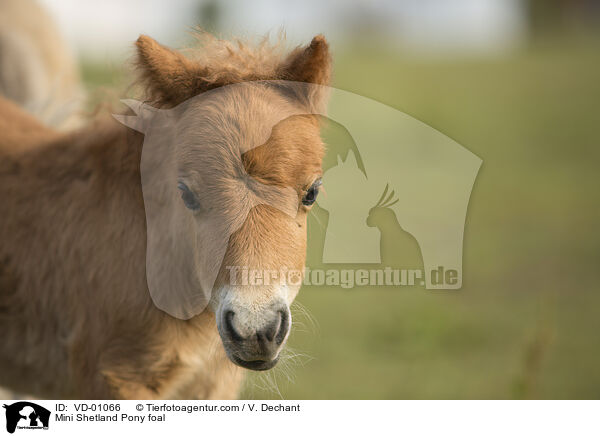 Mini Shetlandpony Fohlen / Mini Shetland Pony foal / VD-01066