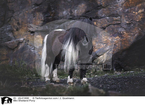 Mini Shetland Pony / Mini Shetland Pony / JQ-01896