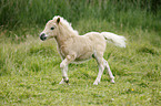 Miniature Shetland Pony foal