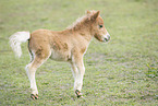 Mini Shetland Pony foal